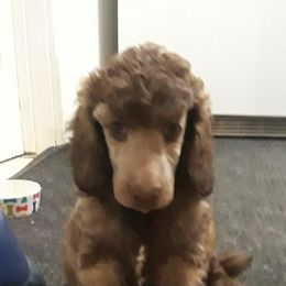 Poodles from Jennifer Somnis Standard Poodles