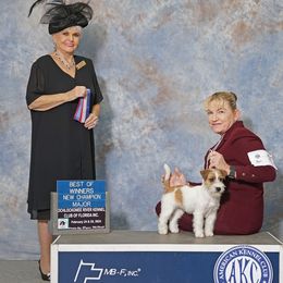 Happy - Russell Terrier