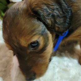 Dachshund Puppies from CLARK'S BREEDING PROGRAM