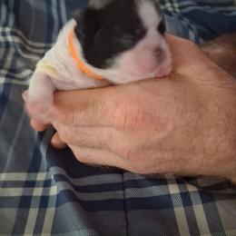 Boy 2 - Gold and white male Shih Tzu puppy in Lake Worth, Florida from Shih Tzu Cottage