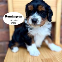 Remington - Tri-color male Bernedoodle puppy in Jackson, Mississippi from T.M. Poodles & Doodles