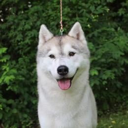Siberian Husky puppies from Tevana Siberians LLC