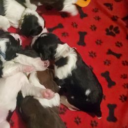 English Springer Spaniel Puppies from Maple Hill Farm English Springer Spaniels