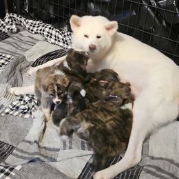 Japanese Akitainu Puppies from Ichigo Japanese Akitainu Kennels