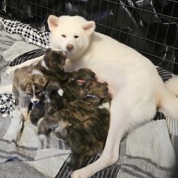 Japanese Akitainu Puppies from Ichigo Japanese Akitainu Kennels