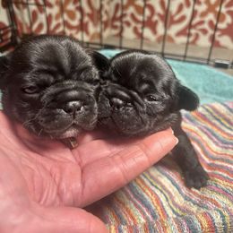 French Bulldog Puppies from Iron Oak Kennel