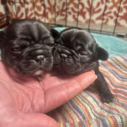 French Bulldog Puppies from Iron Oak Kennel