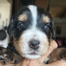 Whoodle, Max 3 weeks old - Black male Whoodle puppy in Crawford, Colorado from Saddle Mountain Doodles