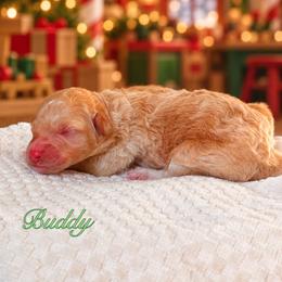 Buddy - Apricot male Goldendoodle puppy in Urbana, Illinois from ZaraDoodles