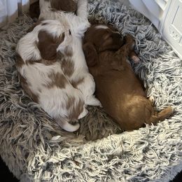 Cavalier King Charles Spaniels from Willow Valley Farm
