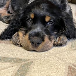 El Camino - English Springer Spaniel puppy in Billings, Montana from M&M Fuzzy Bottom Friends