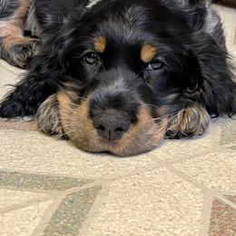 El Camino - English Springer Spaniel puppy in Billings, Montana from M&M Fuzzy Bottom Friends