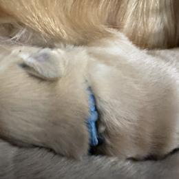 Boy Blue - Golden male Golden Retriever puppy in Yelm, Washington from Bit O'Heaven Farm