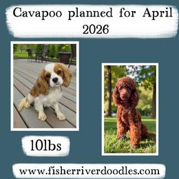 Cavapoo puppies from Fisher River Doodle's