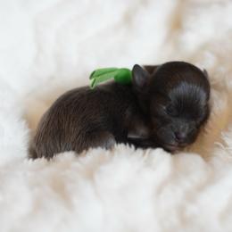 Doc (Green Collar) - Silver male Shihpoo puppy in Las Vegas, Nevada from Plush Toy Poodle Puppies & Pals
