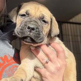 Dark Pink Collar - Fawn female Boerboel puppy in Manitowoc, Wisconsin from Mae Boerboel