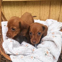 Dachshund puppies from The Teacup Homestead Miniature Dachshunds