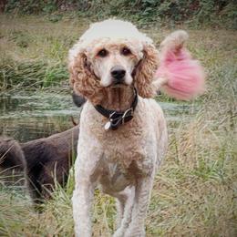 Petunia - Goldendoodle