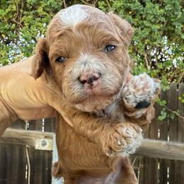 Moana - Red female Cavapoo puppy in Orange, California from SoCal Cavapoos