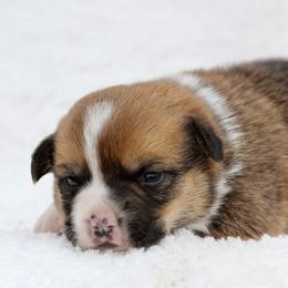 Winston - Sable and white male American Corgi puppy in Scio, Oregon from Abundant Joy Corgis