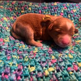 Yellow Girl - Red  female Goldendoodle puppy in Richmond, Kentucky from The Doting Doodle