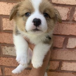 Adams - Red male Pembroke Welsh Corgi puppy in Cumming, Georgia from Carter’s Corgis LLC