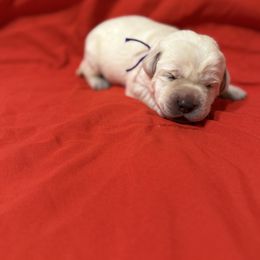 Purple collar - Yellow female Labrador Retriever puppy in Buckeye, Arizona from Wranglin Farms