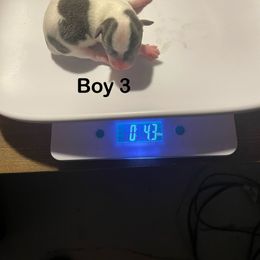 Chihuahua Puppies from Karolina Kennels