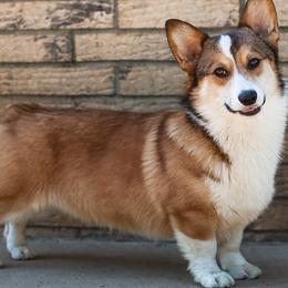 Pembroke Welsh Corgis from 4C Corgi Ranch