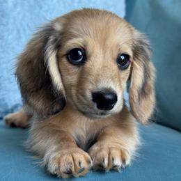 Moose AKC 4000.00 - Dapple male Dachshund puppy in Krum, Texas from Tired Chef Dachshunds