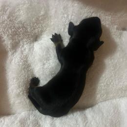 Sadie - Black and tan female Dachshund puppy in Nashville, Georgia from Riverside Dachshund