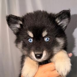 Duchess - Black and white female Pomsky puppy in Spring Hill, Florida from Besties Paw Life