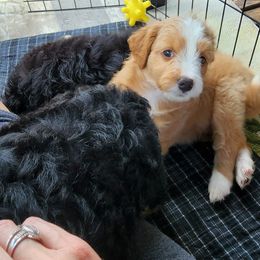 Assorted Doodle Crosses Puppies from Do Wah Diddy Doodles