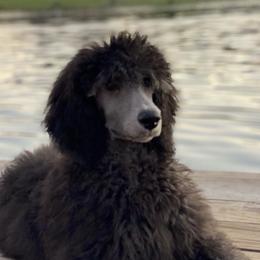 French Bulldogs, Maltese, and Poodles from SilverLining highlands and hounds
