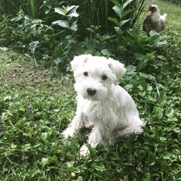 Miniature Schnauzer Puppies from Sue’s Miniature Schnauzers