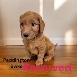 Goldendoodle Puppies from Stacy Warwick