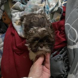 Girl 3 - Brindle female Shih Tzu puppy in Lebanon, Tennessee from Jan’s Shihtzus