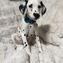 Demeter - LUA - White and black female Dalmatian puppy in Jefferson, Georgia from Spotted Jewels Dalmatians