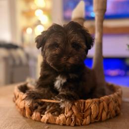 Leo - Liver male Miniature Schnauzer puppy in Orange City, Florida from Xaysha’s Miniature Schnauzers