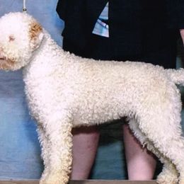 Lagotti Romagnoli from Almar Lagotto