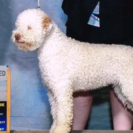 Lagotti Romagnoli from Almar Lagotto