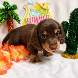 Chocolate male - Chocolate male Dachshund puppy in Pleasant Plains, Arkansas from JGBs Silver Spur Dachshunds