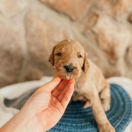 George - Apricot male Goldendoodle puppy in Yukon, Oklahoma from Bows and Ties Doodles, LLC