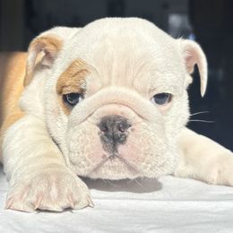 Bulldog Puppies from Anthony Manor Bulldogs