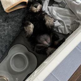 Miniature Schnauzer Puppies from A'Lord Miniature Schnauzer