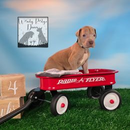 Gray collar - Silver female Great Dane puppy in Lore City, Ohio from Windy Ridge Danes