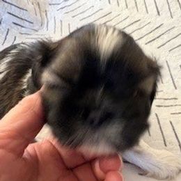 Loki - Liver and white male Shih Tzu puppy in Modoc, Kansas from Karla Sauer
