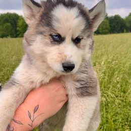 Siberian Husky Puppies from Red Top Huskies