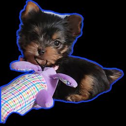 Candi - Yorkshire Terrier