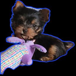 Candi - Yorkshire Terrier